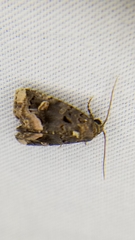 Homophoberia apicosa