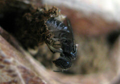 Allorhynchium argentatum