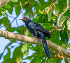 Eudynamys scolopaceus