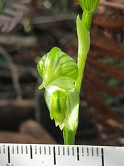 Pterostylis chlorogramma