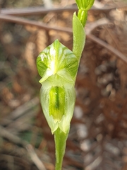 Pterostylis chlorogramma
