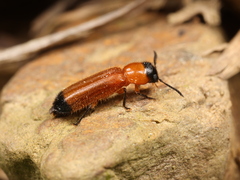 Tenerus hilleri