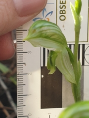 Pterostylis chlorogramma