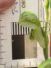 Pterostylis chlorogramma