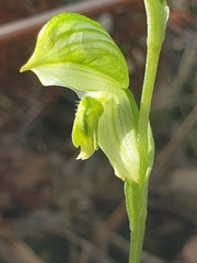 Pterostylis chlorogramma