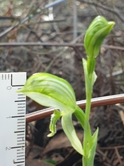 Pterostylis chlorogramma