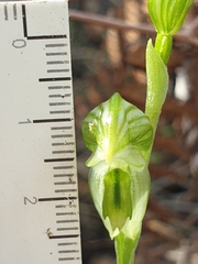 Pterostylis chlorogramma