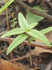 Pterostylis chlorogramma