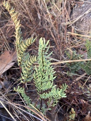 Cheilanthes viridis viridis