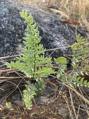 Cheilanthes viridis viridis