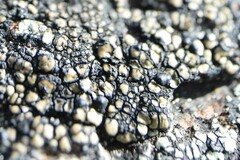 Calvitimela armeniaca