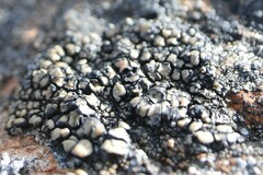 Calvitimela armeniaca