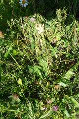 Primula veris macrocalyx