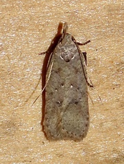 Dichomeris ventrellus