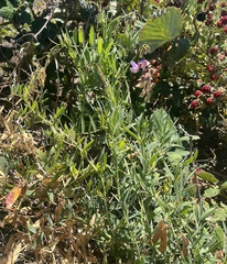 Lathyrus jepsonii jepsonii