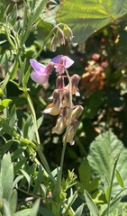 Lathyrus jepsonii jepsonii