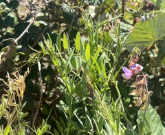 Lathyrus jepsonii jepsonii