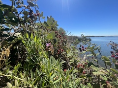 Lathyrus jepsonii jepsonii