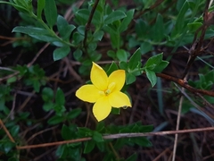 Menodora helianthemoides
