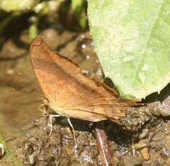 Marpesia furcula