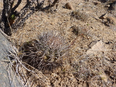 Eriosyce curvispina mutabilis
