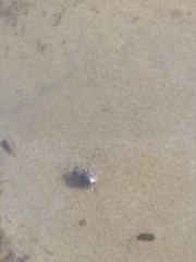 Otiorhynchus nodosus