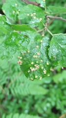 Eriophyes alniincanae