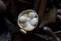Crucibulum laeve