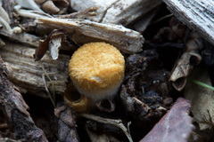 Crucibulum laeve
