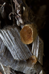 Crucibulum laeve