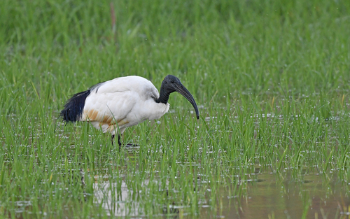 Ibis sagrado (Threskiornis aethiopicus)
