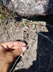 Rumex induratus