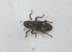 Camptorhinus simplex