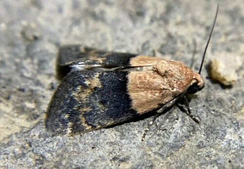 iNaturalist observation photo of Aleptina semiatra