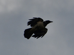 Corvus cornix