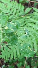 Eriophyini