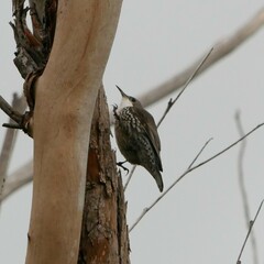 Cormobates leucophaea grisescens