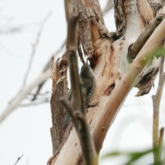Cormobates leucophaea grisescens