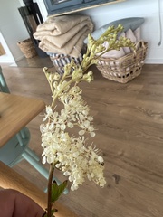 Filipendula ulmaria