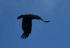Corvus cornix
