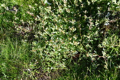 Polygonum aviculare