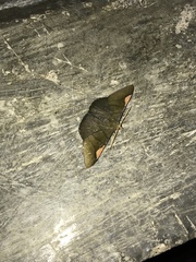 Sphacelodes vulneraria