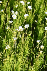 Cerastium regelii