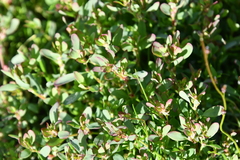 Polygonum aviculare