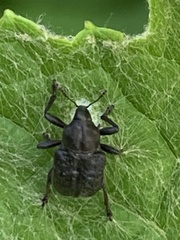 Aspidobyctiscus lacunipennis