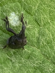 Aspidobyctiscus lacunipennis