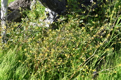 Rorippa palustris