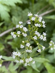 Valeriana occidentalis