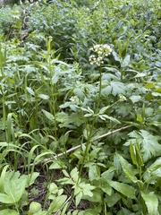 Valeriana occidentalis