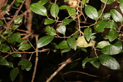 Cleistanthus cunninghamii